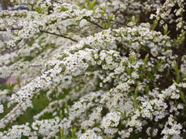 ユキヤナギ 早生種はサクラよりも早い3月ごろ、垂れる枝に雪がかぶったように小さな白い花をびっしりとつけます。