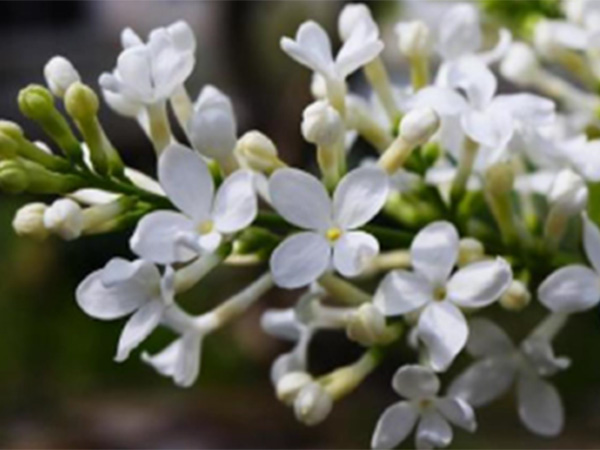 ジャスミンは香りの良さと可愛らしい花で知られるモクセイ科の植物です。