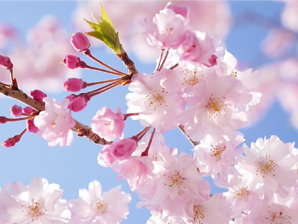 桜の花言葉は種類によって少しずつ変わります。品種に関わらず桜全般に付けられた花言葉は「精神の美」「優美な女性」です。