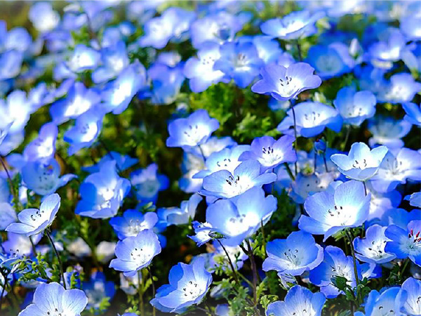 ネモフィラは、瑠璃色が鮮やかな小輪の花を春に咲かせる品種です。花名は、ギリシャ語の「nemos（小さな森）」と「phileo（愛する）」が語源となっています。