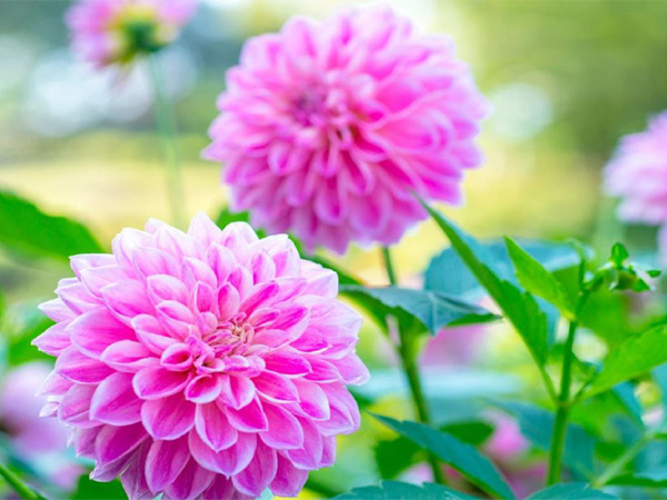 ダリアはアレンジメントや花束に好まれ、ガーデニングでもとても人気のある花です。