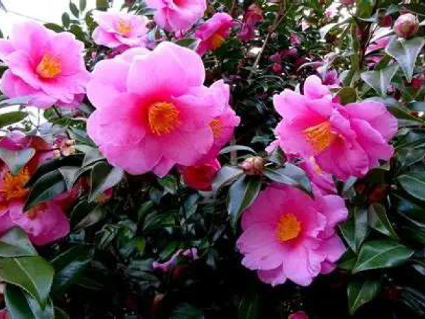 春に種をまくと、同じ形状のまま大きく育ち、観賞期間が長いのが特徴です。秋には紅葉し、鮮やかな色合いが楽しめます。