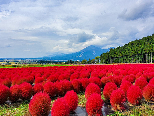 山地の林内や林縁などに自生する常緑小高木。名前の由来はツバキ科をさす中国名の山茶に因み、花は山茶花(サンサカ)、これが転訛しサザンカとなりました。