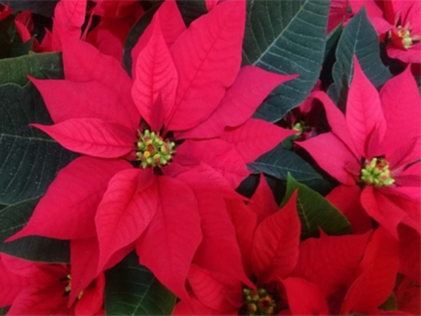ポインセチアは、11月から12月ごろに茎の上にある葉が赤や桃色や乳白色に美しく色付きます。