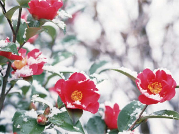 寒椿は、椿と山茶花の交配種とされる常緑中低木です。日本固有の品種で、冬の寒い季節に庭木や垣根などで美しい花を咲かせます。