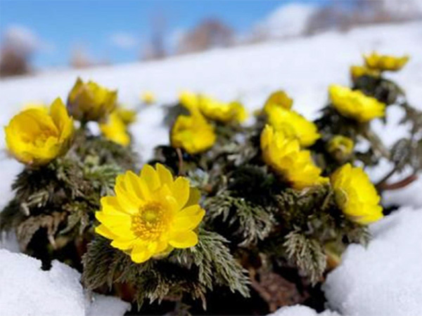 フクジュソウという名前は、早春に開花する縁起物の植物とすることから「福寿草」と名付けられました。