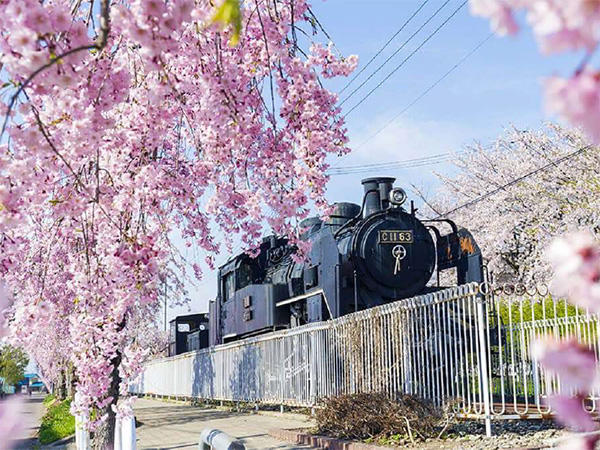 「日中線しだれ桜並木」は、昭和59年に廃線となった日中線跡地の一部を遊歩道として整備したもので、南北約3kmにわたって約1000本のしだれ桜が植栽されています。