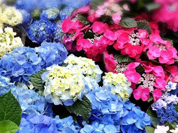 紫陽花（学名：Hydrangea macrophylla）はアジサイ科アジサイ属の落葉低木で、日本原産のガクアジサイを基に改良された園芸品種が多く存在します。