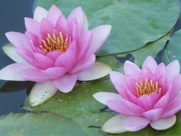睡蓮は、水の上に浮かぶように咲く花が印象的な水生植物。睡蓮の花は、幾重にも重なった花びらと、花芯の色の鮮やかさが印象的なフォルムをしています。