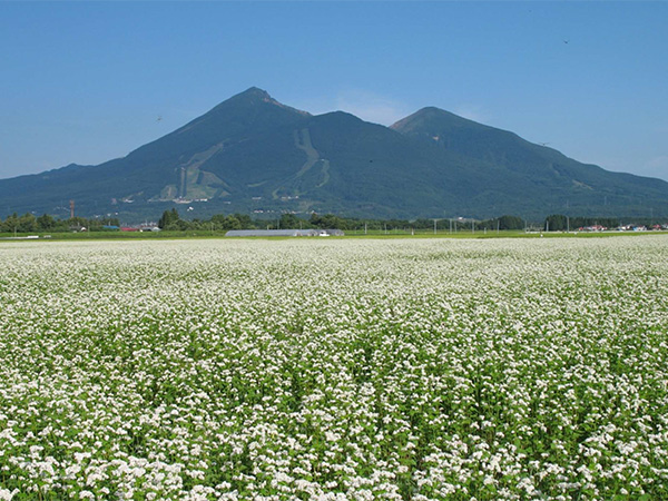 蕎麦の花が満開になる季節、この美しい光景はまるで夢のような風景を創り出します。